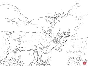 Geyik boyama sayfası, Deers coloring page, , deers porcupine caribou or grant#039;s caribou 