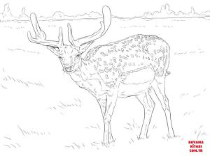 Geyik boyama sayfası, Deers coloring page, , deers fallow deer 