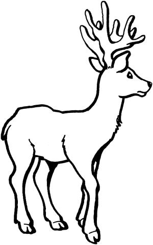 Geyik boyama sayfası, Deers coloring page, , deers deer 