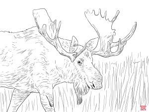 Geyik boyama sayfası, Deers coloring page, , deers alaska moose 