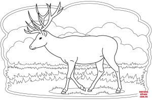 Geyik boyama sayfası, Deers coloring page, , deers deer 