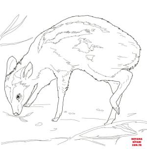 Geyik boyama sayfası, Deers coloring page, , deers leg poppin mouse deer 