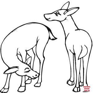 Geyik boyama sayfası, Deers coloring page, , deers deer 