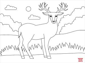 Geyik boyama sayfası, Deers coloring page, , deers deer 