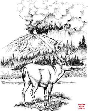 Geyik boyama sayfası, Deers coloring page, , deers mule deer in lassen volcanic national park 