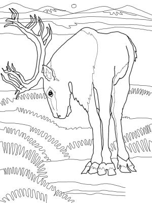 Geyik boyama sayfası, Deers coloring page, , deers caribou deer 