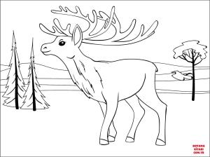 Geyik boyama sayfası, Deers coloring page, , deers reindeer 