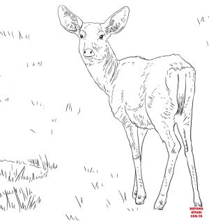 Geyik boyama sayfası, Deers coloring page, , deers female mule deer 