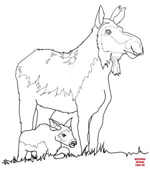 Geyik boyama sayfası, Deers coloring page, , deers cow moose and calf 