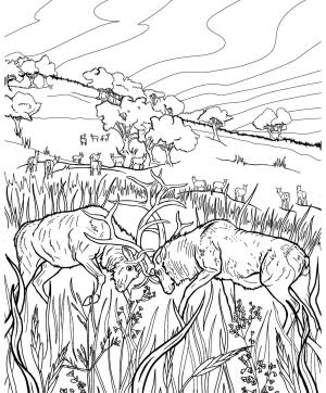 Geyik boyama sayfası, Deers coloring page, , deers elk rut fighting 