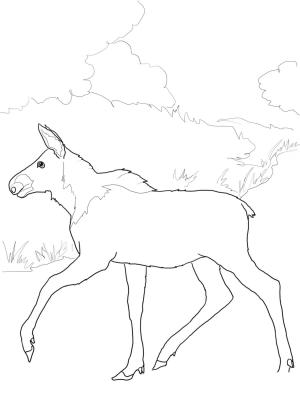 Geyik boyama sayfası, Deers coloring page, , deers baby moose 