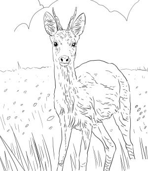 Geyik boyama sayfası, Deers coloring page, , deers european roe deer 