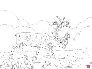 Geyik boyama sayfası, Deers coloring page, , deers migratory woodland caribou 