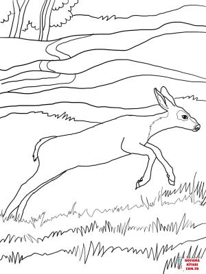 Geyik boyama sayfası, Deers coloring page, , deers mule deer baby 