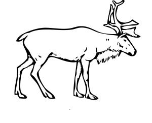 Geyik boyama sayfası, Deers coloring page, , deers reindeer 