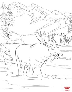 Geyik boyama sayfası, Deers coloring page, , deers moose 