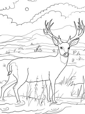 Geyik boyama sayfası, Deers coloring page, , deers black tailed mule deer 