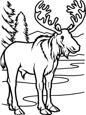 Geyik boyama sayfası, Deers coloring page, , deers moose bull 