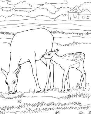 Geyik boyama sayfası, Deers coloring page, , deers mother and baby elk 