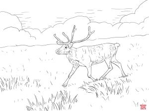 Geyik boyama sayfası, Deers coloring page, , deers finnish forest reindeer 