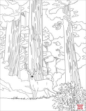 Geyik boyama sayfası, Deers coloring page, , deers mule deer in sequoia forest 