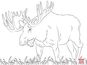 Geyik boyama sayfası, Deers coloring page, , deers moose 