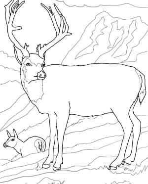 Geyik boyama sayfası, Deers coloring page, , deers mule deers family 