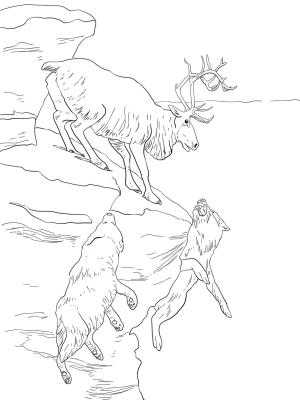 Geyik boyama sayfası, Deers coloring page, , deers peary caribou 