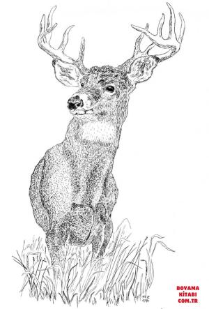 Geyik boyama sayfası, Deers coloring page, , deers buck 