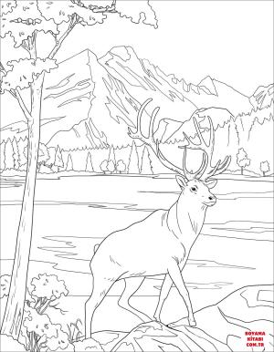 Geyik boyama sayfası, Deers coloring page, , deers mule deer 