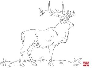 Geyik boyama sayfası, Deers coloring page, , deers elk 