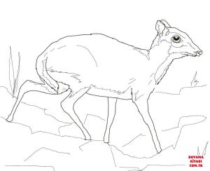 Geyik boyama sayfası, Deers coloring page, , deers lesser mouse deer 