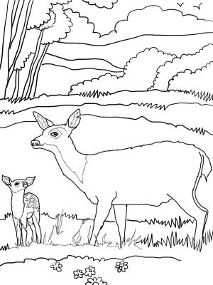 Geyik boyama sayfası, Deers coloring page, , deers baby mule deer with mother 