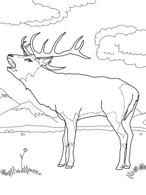 Geyik boyama sayfası, Deers coloring page, , deers red deer 