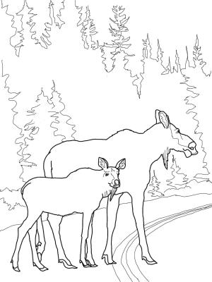 Geyik boyama sayfası, Deers coloring page, , deers moose cow with calf crossing the road 