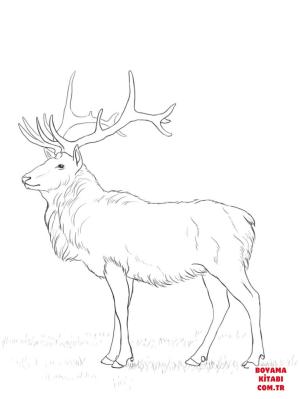 Geyik boyama sayfası, Deers coloring page, , deers deer 