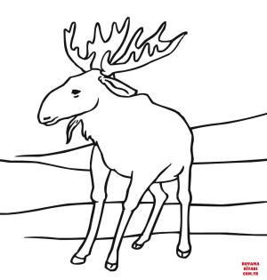 Geyik boyama sayfası, Deers coloring page, , deers moose 