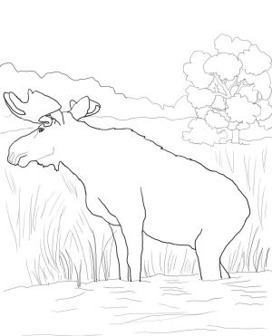 Geyik boyama sayfası, Deers coloring page, , deers canadian moose 