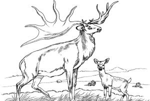 Geyik boyama sayfası, Deers coloring page, , deers bull elk and baby elk 