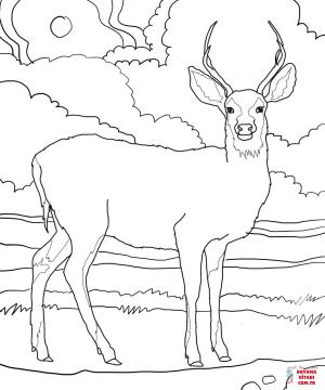 Geyik boyama sayfası, Deers coloring page, , deers mule deer 