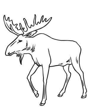 Geyik boyama sayfası, Deers coloring page, , deers bull moose 