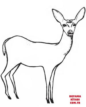 Geyik boyama sayfası, Deers coloring page, , deers deer 