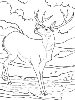 Geyik boyama sayfası, Deers coloring page, , deers black tailed mule deer 