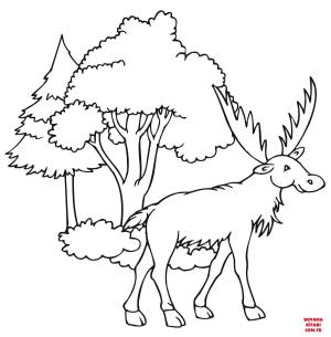 Geyik boyama sayfası, Deers coloring page, , deers funny moose 