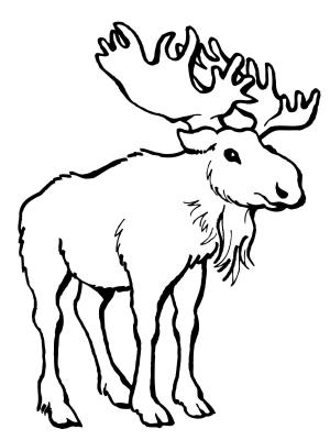 Geyik boyama sayfası, Deers coloring page, , deers moose deer 