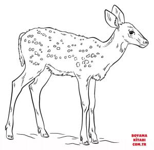 Geyik boyama sayfası, Deers coloring page, , deers fawn 