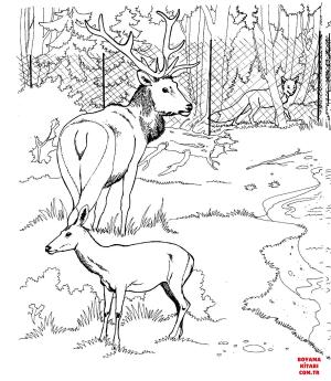 Geyik boyama sayfası, Deers coloring page, , deers elk and roe deer in a zoo 