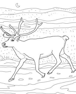 Geyik boyama sayfası, Deers coloring page, , deers caribou 