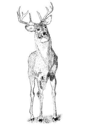 Geyik boyama sayfası, Deers coloring page, , deers buck deer 