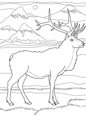 Geyik boyama sayfası, Deers coloring page, , deers elk or wapiti 